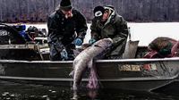 image links to article about asian carp