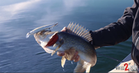 image links to fishing video about catching walleyes using jerk baits