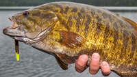 image of big smallmouth Bass