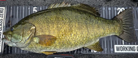 image links to fishing article about a smallmouth bass that should have been a world record