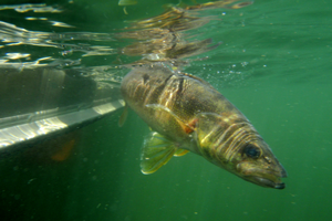 image of walleye under water